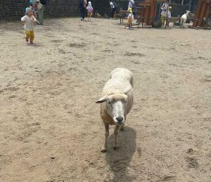 宮城県仙台市八木山動物園ふれあいの丘のヒツジ（コリデール種）です。